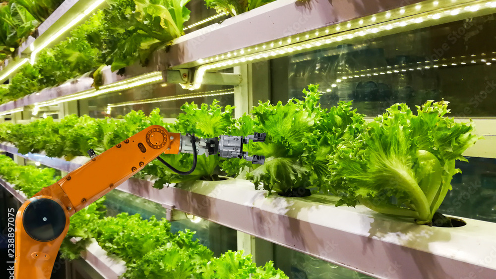 Smart robotic farmers in agriculture futuristic robot automation to vegetable farm