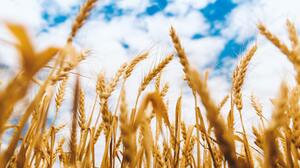 Naukowcy Uniwersytetu Łódzkiego badają, czy mikroplastik zagrozi uprawom zbóż